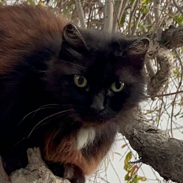 Piden Suspender Adopciones de Animales Negros por Temporada de Halloween en BC